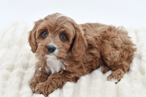 [#26776-04]  - Red M Cavapoo Puppies for Sale